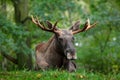 Wildlife scene from Sweden. Moose lying in grass under trees. Moose, North America, or Eurasian elk, Eurasia, Alces alces in the d Royalty Free Stock Photo