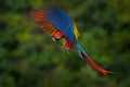 Wildlife scene from tropic nature. Red bird in the forest. Parrot flight. Red parrot in rain. Macaw parrot fly in dark green veget