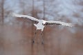 Wildlife scene from the winter Japan. Cold winter with big white flying bird. Crane in fly. Flying White bird Red-crowned crane, G Royalty Free Stock Photo