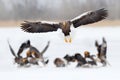 Wildlife scene, winter Japan nature. Flying rare eagle. Steller`s sea eagle, Haliaeetus pelagicus, flying bird of prey, Hokkaido,