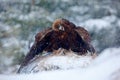 Wildlife scene from winter nature. Golden Eagle in snow with kill hare, snow in the forest during winter. Snowy forest with golden Royalty Free Stock Photo