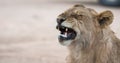 Wildlife in the Serengeti National Park in Tanzania