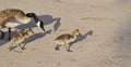 Wildlife Series - Canada Goose and Goslings - Branta Canadensis Royalty Free Stock Photo