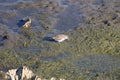 Wildlife Series - Sandpiper Bird - Scolopacidae Royalty Free Stock Photo