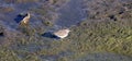 Wildlife Series - Sandpiper Bird - Scolopacidae Royalty Free Stock Photo