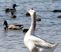 Wildlife Series - White Snow Goose - Anser Royalty Free Stock Photo