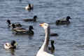 Wildlife Series - White Snow Goose - Anser Royalty Free Stock Photo