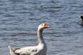 Wildlife Series - White Snow Goose - Anser Royalty Free Stock Photo