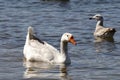 Wildlife Series - White Snow Goose - Anser Royalty Free Stock Photo