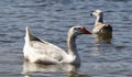 Wildlife Series - White Snow Goose - Anser Royalty Free Stock Photo