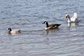 Wildlife Series - White Snow Goose - Anser Royalty Free Stock Photo