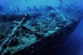 Wildlife at the ship wreck, Underwater world