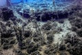 Wildlife at the ship wreck, Underwater world