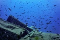 Wildlife at the ship wreck, Underwater world