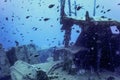 Wildlife at the ship wreck, Underwater world