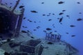Wildlife at the ship wreck, Underwater world