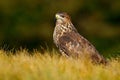 Wildlife in Slovakia. Hunter in the grass. Birds of pray Common Buzzard, Buteo buteo, sitting in the grass with blurred green fore