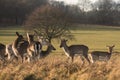 Wildlife: Some of the Richmond Park population of Red and Fallow Deer. Richmond Park, London, UK. 1 Royalty Free Stock Photo