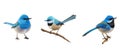 wildlife splendid fairywren animal