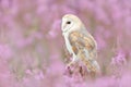 Wildlife spring art scene from nature with bird. Beautiful nature scene with owl and flowers. Barn Owl in light pink bloom, clear