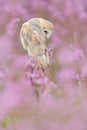Wildlife spring art scene from nature with bird. Beautiful nature scene with owl and flowers. Barn Owl in light pink bloom, clear Royalty Free Stock Photo