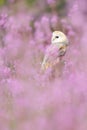 Wildlife spring art scene from nature with bird. Beautiful nature scene with owl and flowers. Barn Owl in light pink bloom, clear Royalty Free Stock Photo