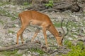 Wildlife - Springbok