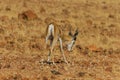 Wildlife - Springbok