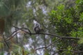 Wildlife: A squirrel forages for nuts in trees in Guatemala City Royalty Free Stock Photo