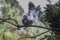 Wildlife: A squirrel forages for nuts in trees in Guatemala City Royalty Free Stock Photo