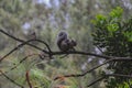 Wildlife: A squirrel forages for nuts in trees in Guatemala City Royalty Free Stock Photo