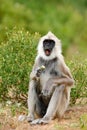 Wildlife of Sri Lanka. Animal with open muzzle. Common Langur, Semnopithecus entellus, monkey with fruit in the mouth, nature habi