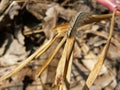 Sri Lankan yellow caterpillar (Dalabuwa) with Dried Leaf