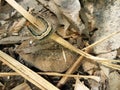 Sri Lankan yellow caterpillar (Dalabuwa) with Dried Leaf