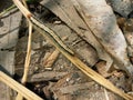 Sri Lankan yellow caterpillar (Dalabuwa) with Dried Leaf