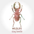 Wildlife - stag beetle Royalty Free Stock Photo