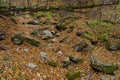 Wildlife with stones in the autumn forest. Background with copy space. The concept of solitude with nature