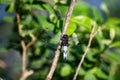 Wildlife in summer, dragonfly sits on twig