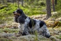 An English Cocker spaniel stands on moss. The color is blue roan with tan. Wildlife. Summer.