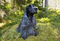 Wildlife. Summer. Portrait of an English Cocker spaniel. Color blue roan. The dog is sitting on a rock covered with grass