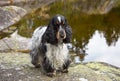 Wildlife. Summer. Portrait. An English Cocker spaniel stands on a stone bank.Color blue roan with tan