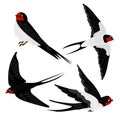 Wildlife swallow. Isolated flying swallows bird swallowing vole, birding swift air flight songbird Royalty Free Stock Photo
