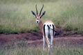 Wildlife in tanzania