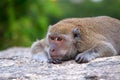 Wildlife of Thai Monkey in alone emotion