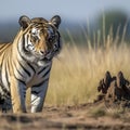 wildlife tiger crouching looking in the distance - AI MidJourney Royalty Free Stock Photo