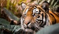 Wildlife tiger photography. Open eye, black orange fur. Dangerous cat animal, tropical jungle.