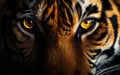 Wildlife tiger striped photography, Headshot tiger on black background