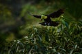 wildlife. Tropic bird fly. Flying jungle bird during rain. Keel-billed Toucan, Ramphastos sulfuratus, bird with big bill flying
