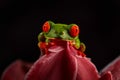 Wildlife tropic. Red-eyed Tree Frog, Agalychnis callidryas, animal with big red eyes, in the nature habitat. Beautiful amphibian Royalty Free Stock Photo