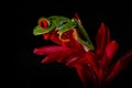 Wildlife tropic. Red-eyed Tree Frog, Agalychnis callidryas, animal with big red eyes, in the nature habitat. Beautiful amphibian Royalty Free Stock Photo